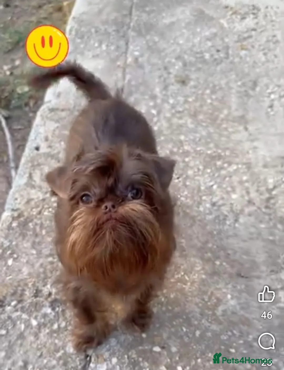 Griffon Bruxellois dogs for sale: Adorable chocolate boy - Advert 12