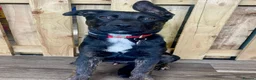 Mixed Breed dogs for sale: Pepsi - German Shepard x staffy 7 months in Leyland - Advert 5