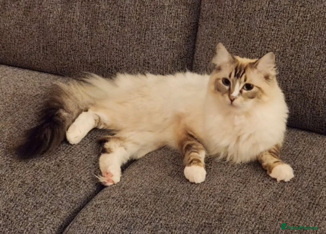 Ragdoll cats for sale: Gorgeous Ragdoll bonded Brothers - Advert 6