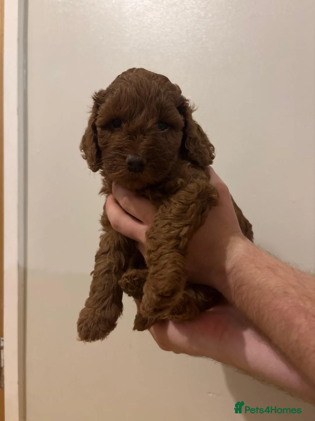 Cockapoo dogs for sale: Dark Fox Red F1B Toy Cockapoos in Cardiff - Advert 2