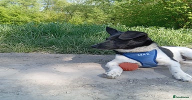Mixed Breed dogs - Advert 5