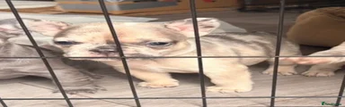 French Bulldog 4