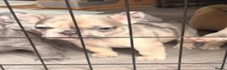 French Bulldog dogs for sale: French Bulldog Puppies - Advert 22