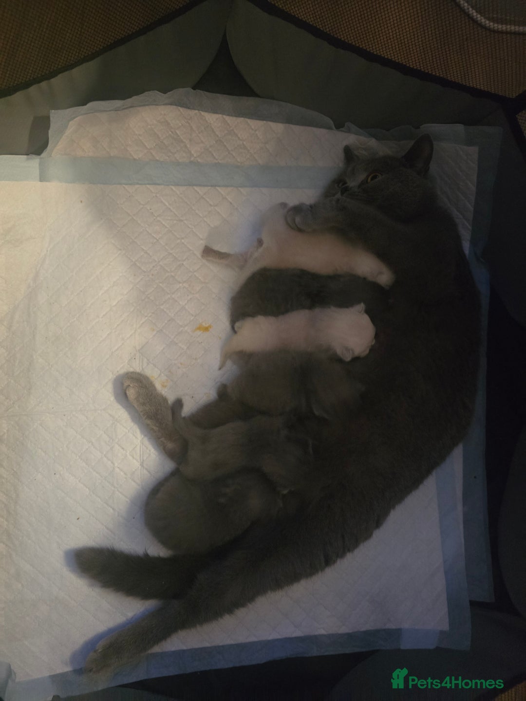 British Shorthair cats for sale: 6 x British Short-haired Blue kittens for sale - Image 31