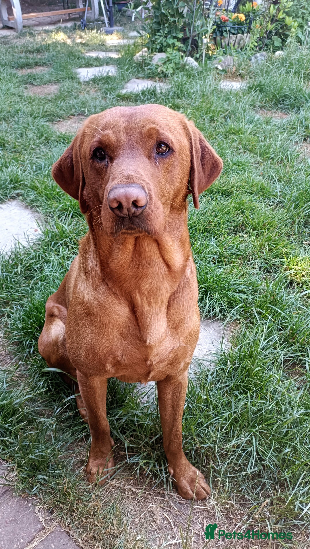 Labrador Retriever dogs for stud: Red Labrador KC registered in Ipswich - Advert 2