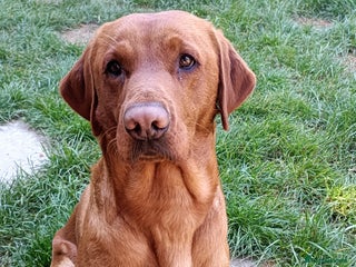 Labrador Retriever dogs in Ipswich - Advert 7
