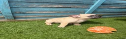 French Bulldog dogs for sale: 5 frenchbull dog puppes - Advert 13