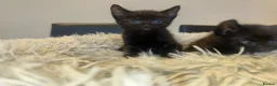 Savannah cats for sale: F3 savanna female left  - Advert 4