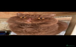 British Shorthair cats for stud: Cinnamon PROVEN Polish import / gccf champion  - Image 1
