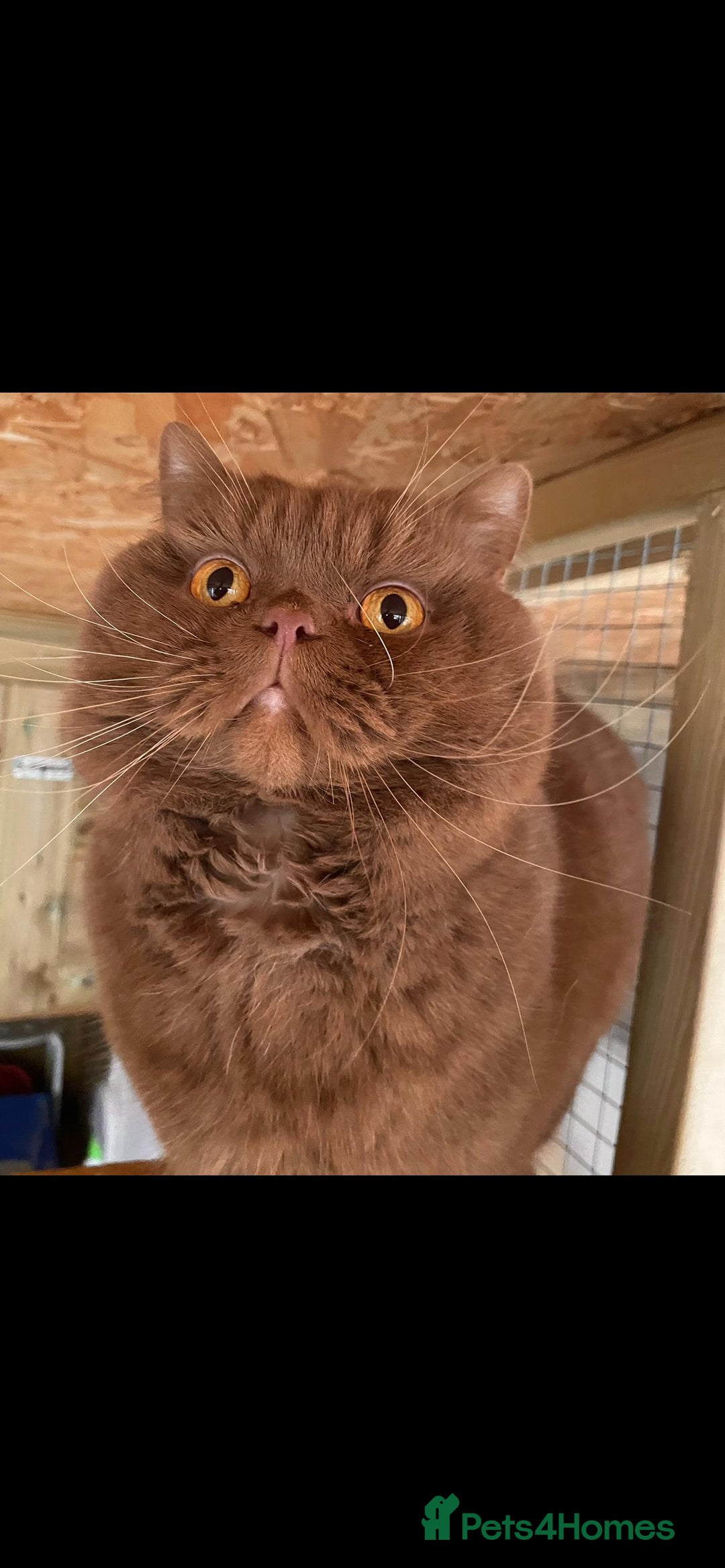 British Shorthair cats for stud: Cinnamon PROVEN Polish import / gccf champion  - Image 1