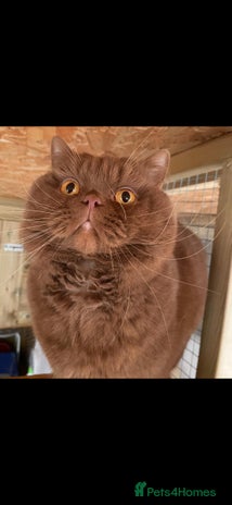 British Shorthair cats for stud - Advert 2