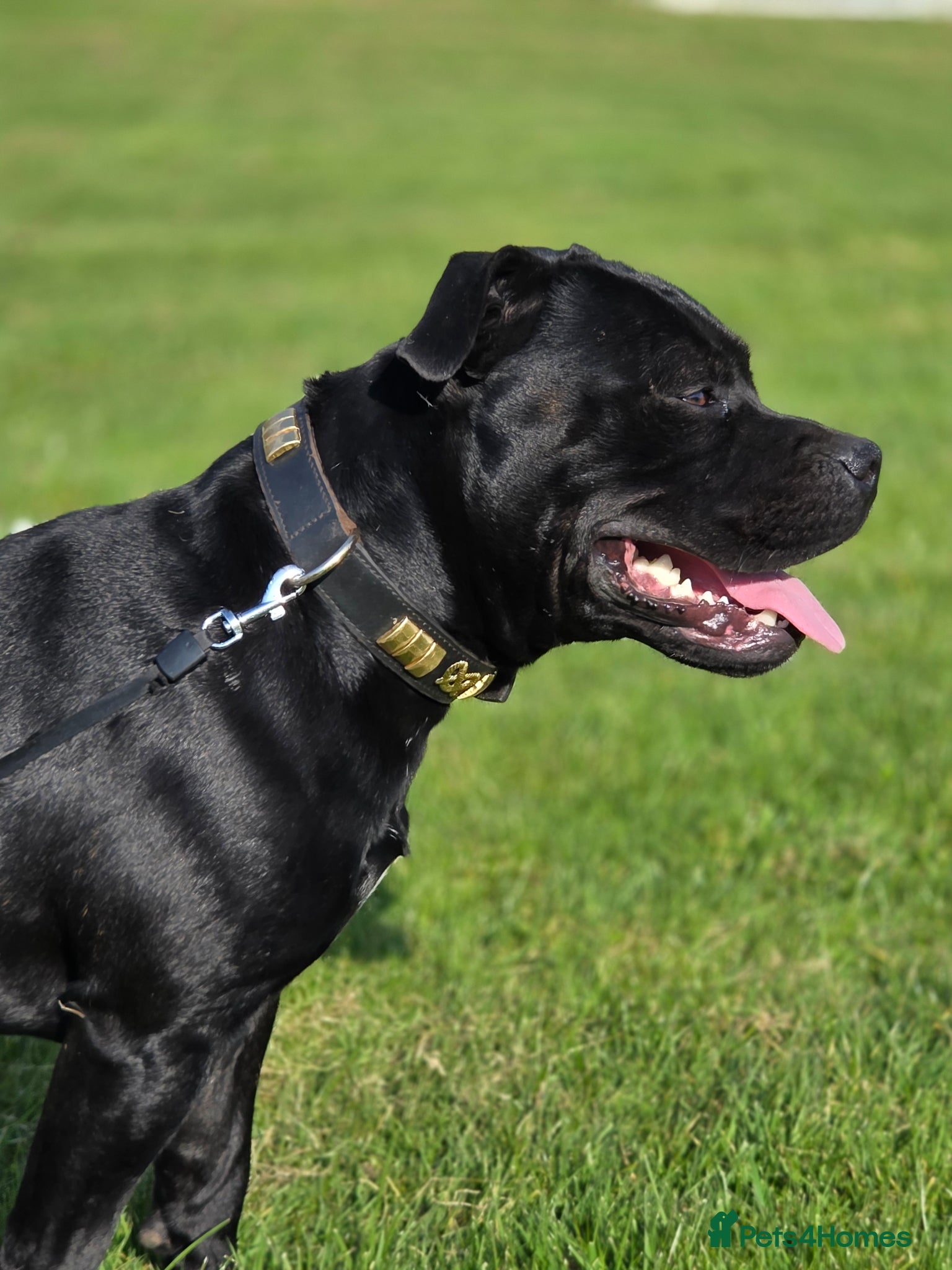 Staffordshire Bull Terrier dogs PROVEN Black bloodlines in the UK.  - Advert 8