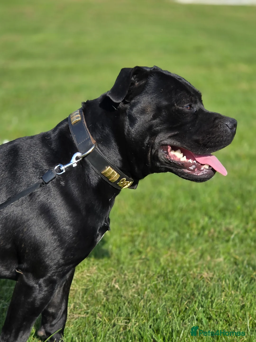 Staffordshire Bull Terrier dogs for stud: PROVEN Black bloodlines in the UK.  - Advert 1