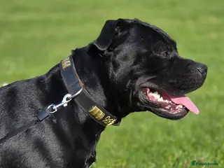 Staffordshire Bull Terrier dogs PROVEN Black bloodlines in the UK. - Advert 8