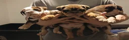 English Bulldog dogs for sale: TOP CLASS  English Bull Dog puppies  - Advert 6