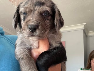 Mixed Breed dogs - Advert 14