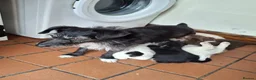 Jackapoo dogs for sale: Gorgeous little accidents! in Bacup - Advert 13