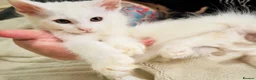 Maine Coon cats for sale: Mainecoons - Advert 12