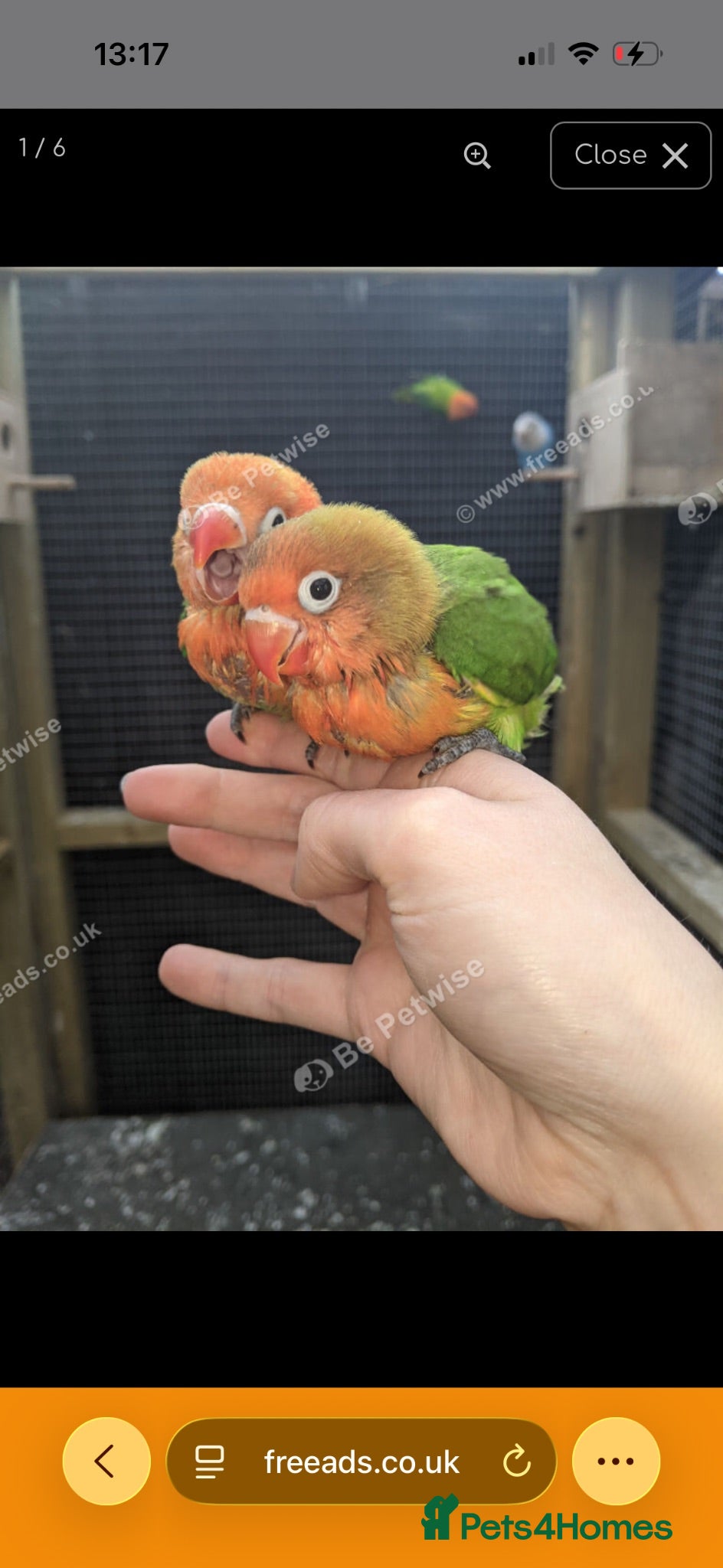 Lovebirds birds 2 love birds for sell  - Advert 1