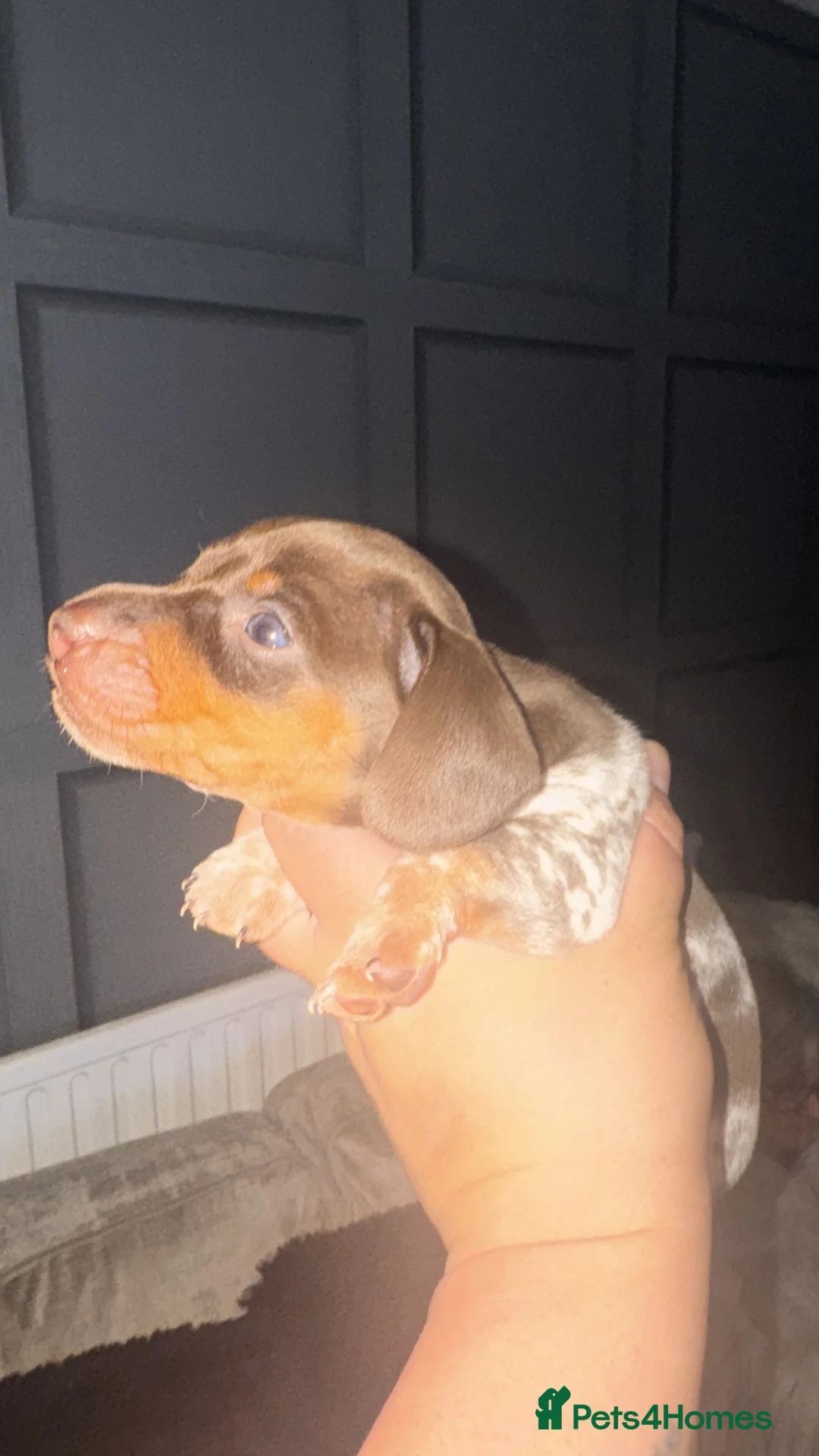 Miniature Dachshund dogs for sale: Beautiful boy - Advert 6