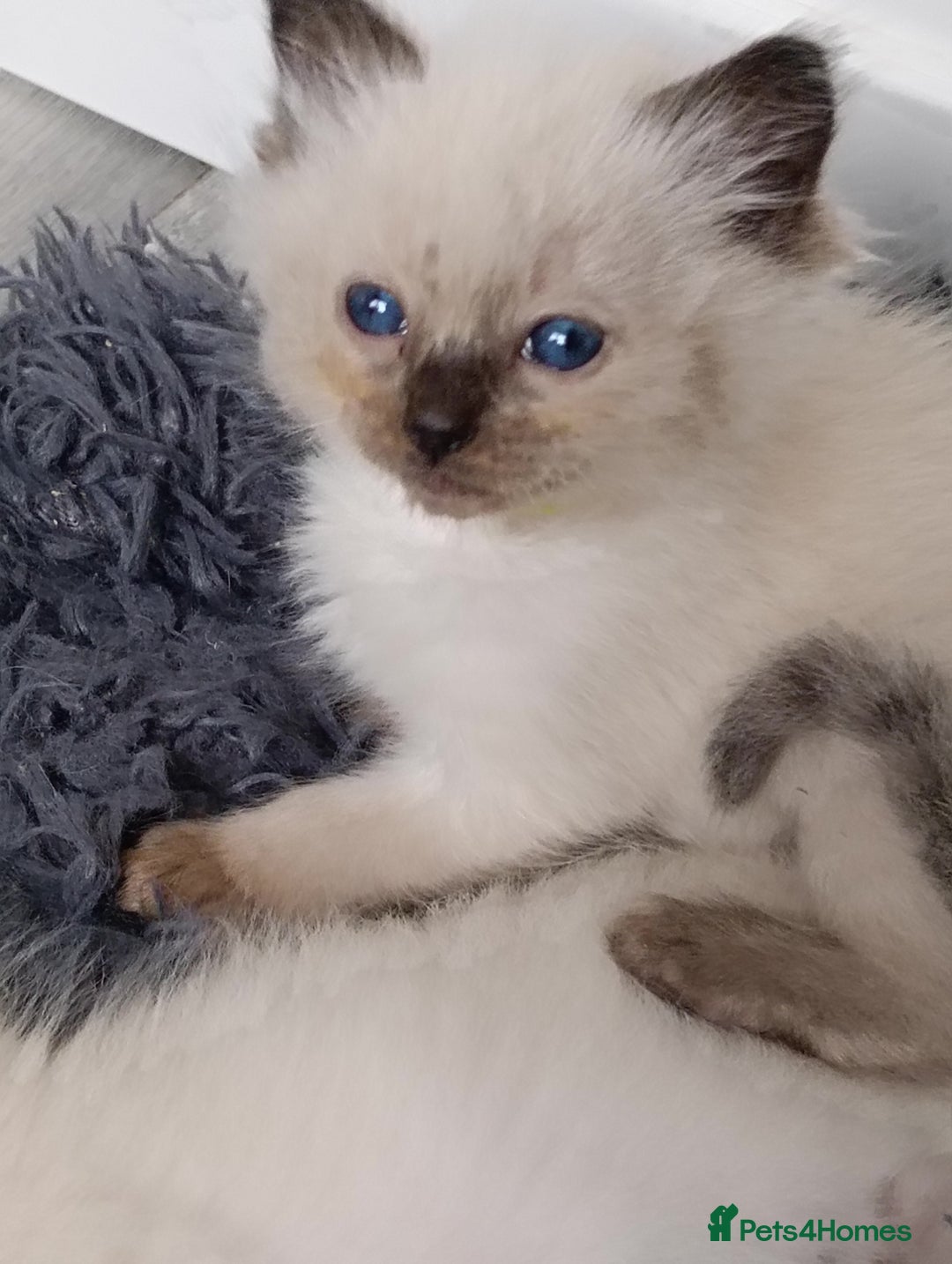 Ragdoll cats for sale: GCCF registered pedigree ragdoll kittens  - Advert 9