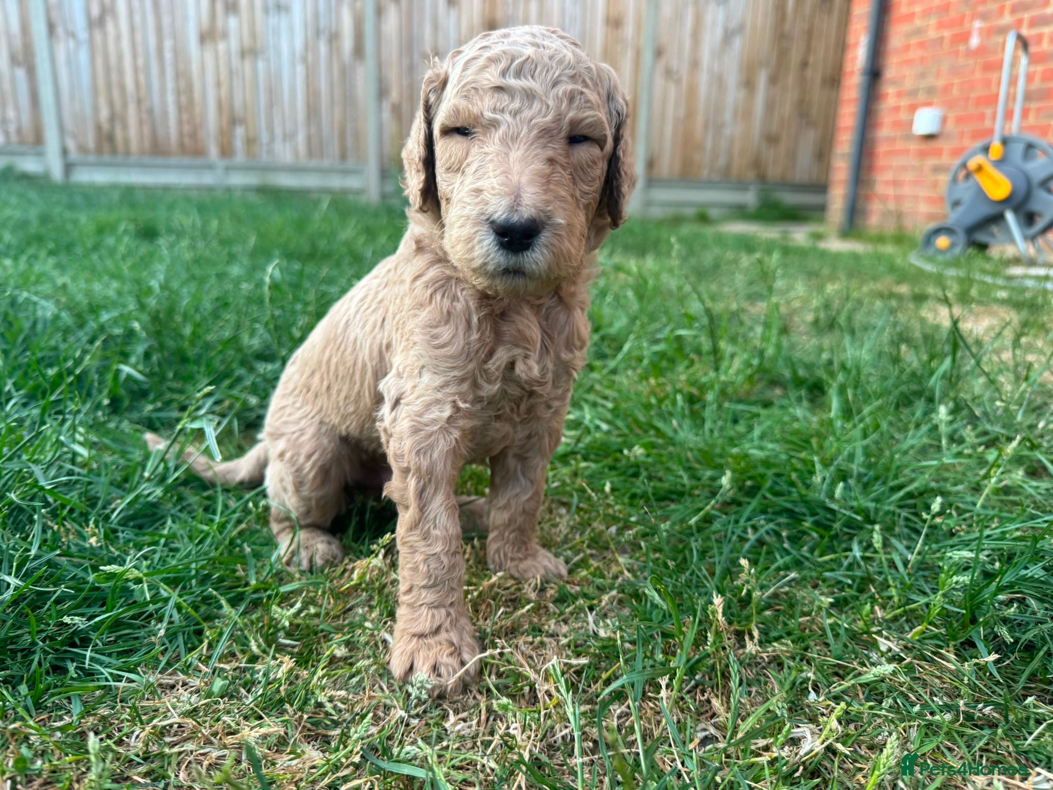 Goldendoodle dogs for sale: Stunning Goldendoodle Puppies in Herne Bay - Advert 21