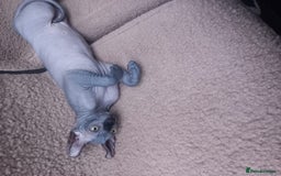 Sphynx cats for sale: Amazing kittens  - Image 34