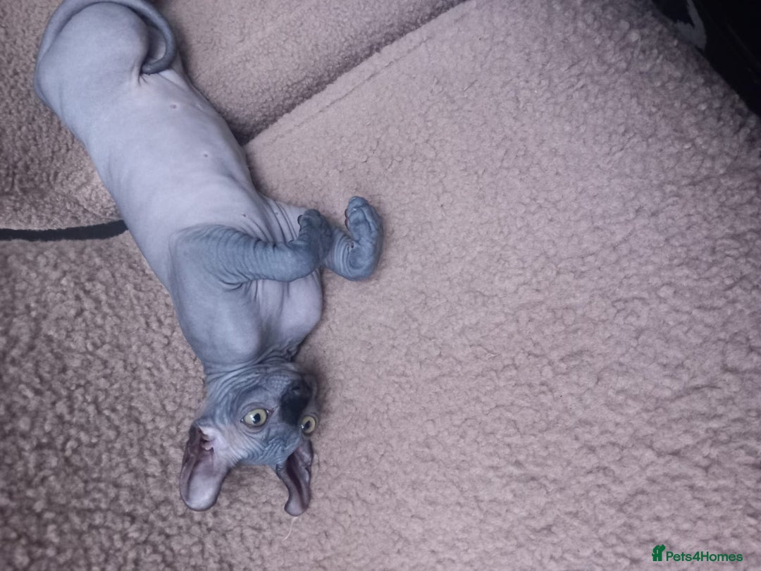 Sphynx cats for sale: Amazing kittens  - Image 34