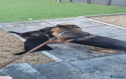 German Shepherd dogs for sale: German Shepherd puppies - Advert 2