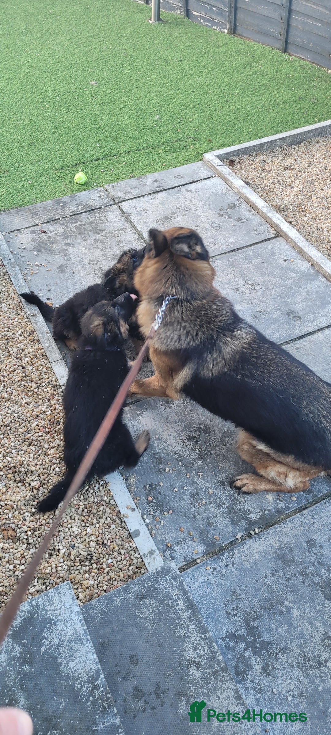 German Shepherd dogs for sale: German Shepherd puppies - Advert 2