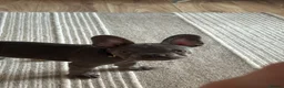 French Bulldog dogs for sale: French bulldog puppy  - Advert 5