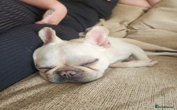 French Bulldog dogs for sale: Loving French Bulldog Looking For Suitable Home - Image 8