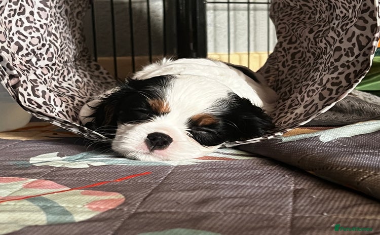Cavalier King Charles Spaniel dogs - Advert 3