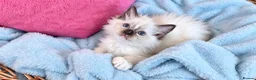 Ragdoll cats for sale: RAGDOLLS GIRL SEAL POINT BLUE EYES  - Advert 7