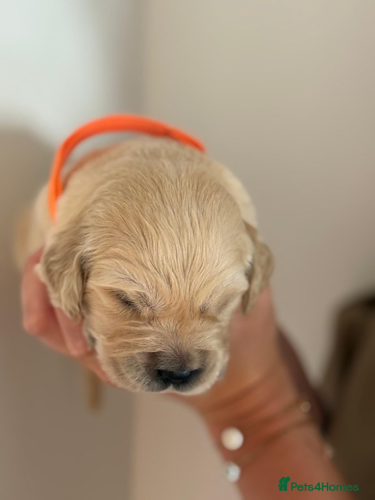 Golden Retriever dogs KC Golden Retrievers -  Health Tested Parents 🧬 - Advert 2