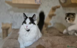 Scottish Fold cats for sale: 2 Purebred girls for rehoming - Image 11