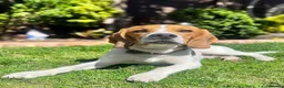 Beagle dogs for sale: Lovely, beautiful beagle for sale - Advert 9