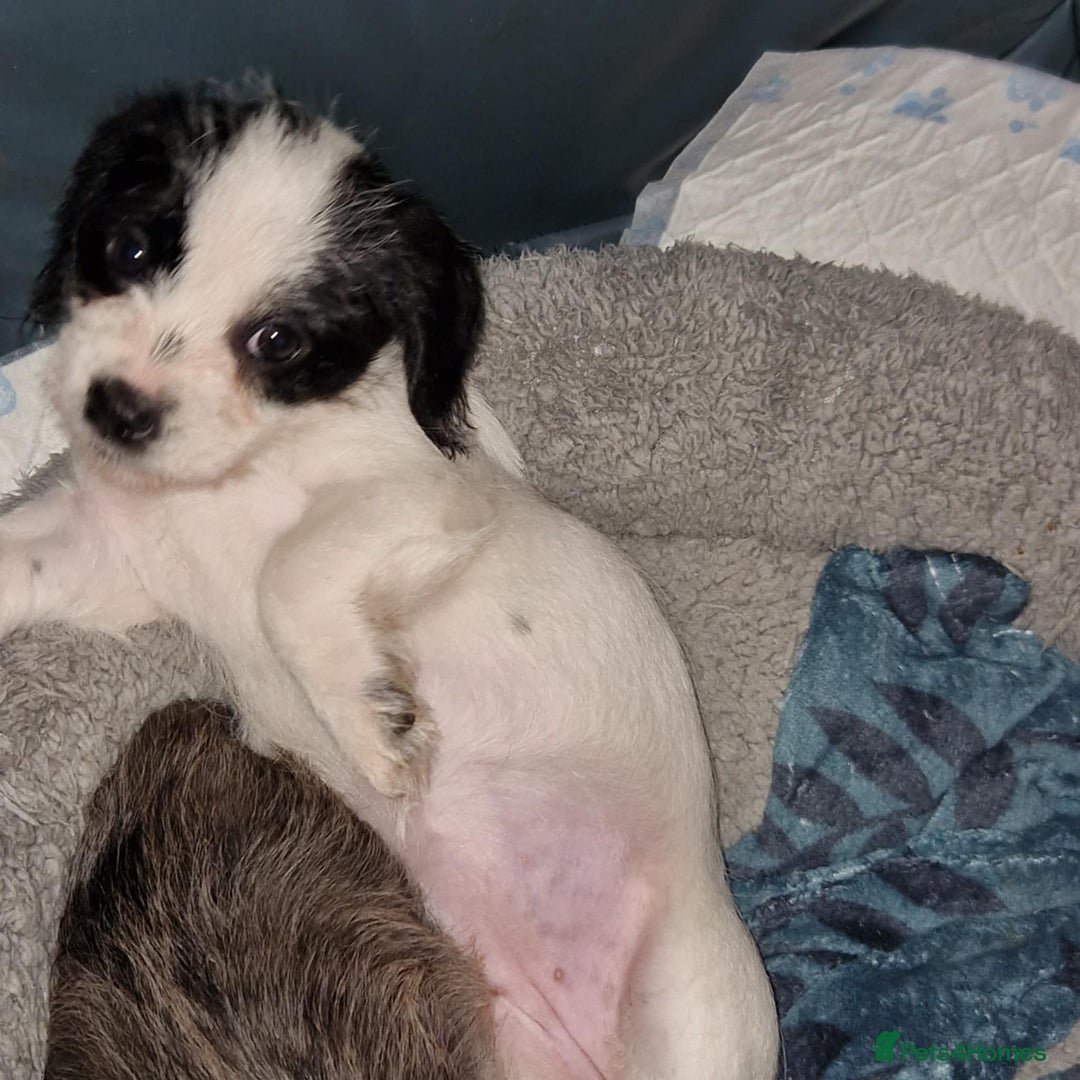 Mixed Breed dogs for sale: Schweenie pups - Advert 9