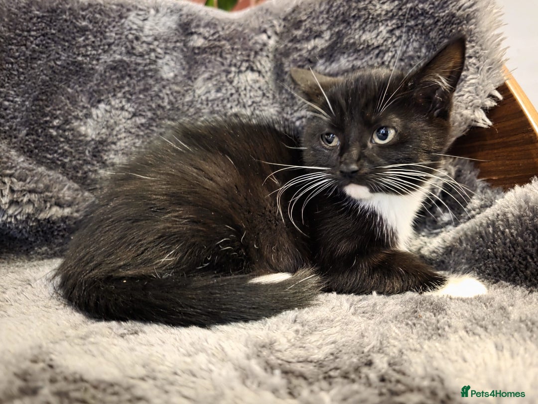 Ragdoll cats for sale: Rehomed  - Advert 18