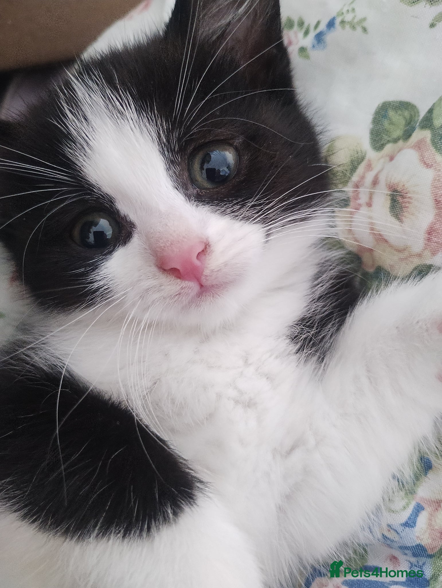 Mixed Breed cats kittens - Advert 5