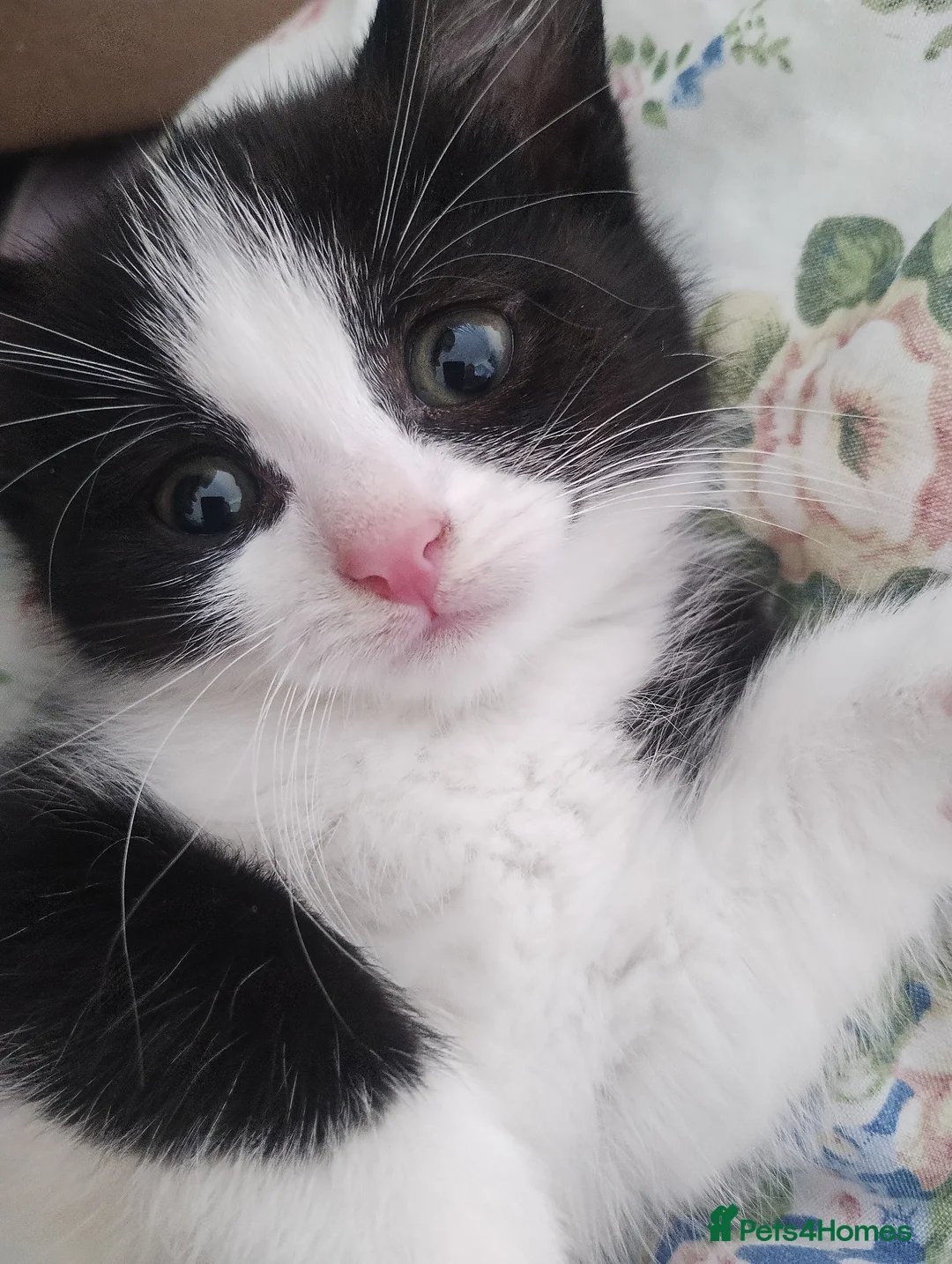 Mixed Breed cats for sale: kittens - Advert 1
