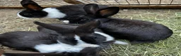 Tri Coloured Dutch rabbits for sale: Dutch rabbits  in Milton Keynes - Advert 7
