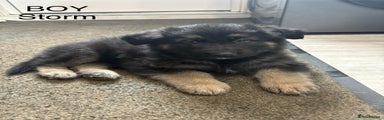 German Shepherd (Storm)