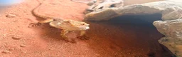Bearded Dragon reptiles for sale: bearded dragon in Southampton - Advert 2