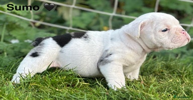 English Bulldog dogs 🌟 health tested parents 🌟  - Advert 15