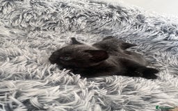 Russian Blue cats for sale: 2 Russian Blue x Siamese Kittens - Image 7