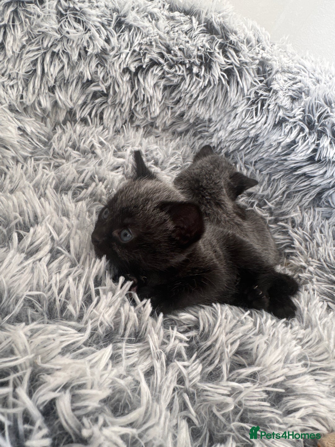 Russian Blue cats for sale: 2 Russian Blue x Siamese Kittens - Image 7