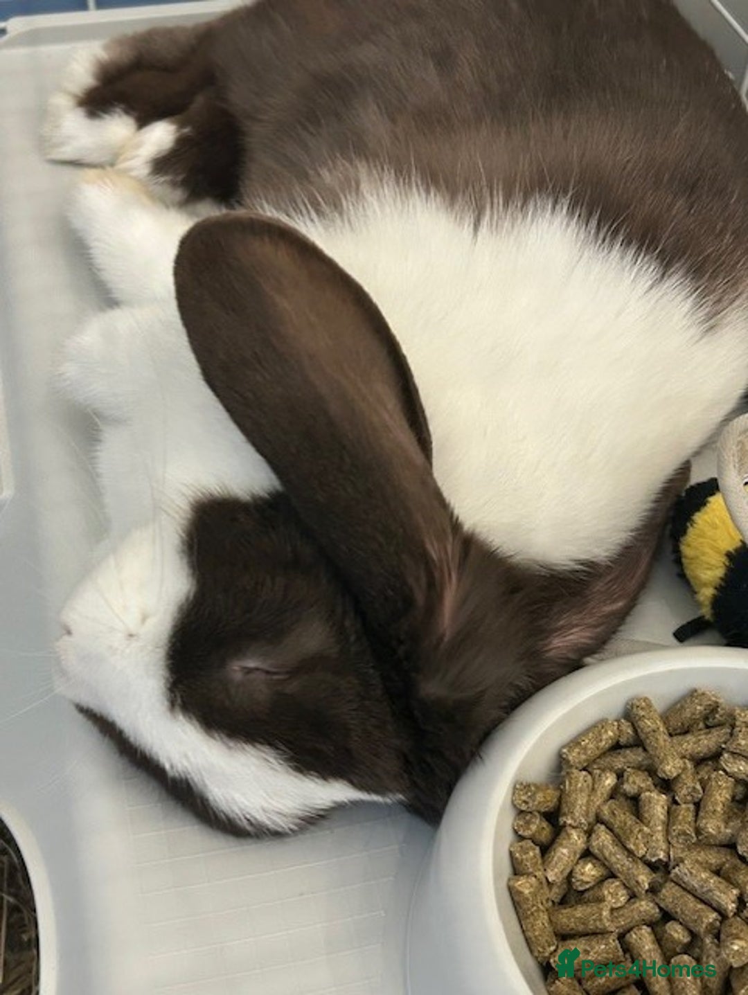 English Lop rabbits for sale: Acorn looking for a babysitter - Advert 4