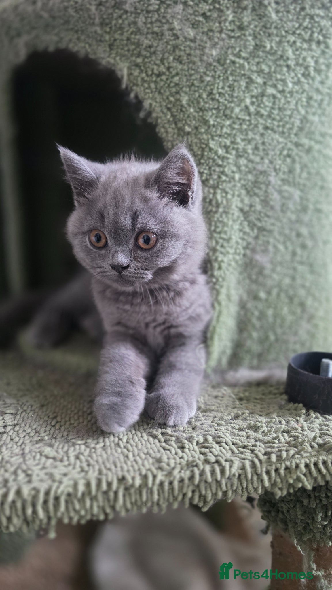 British Shorthair cats for sale: READY British shorthair female kitten  - Advert 3