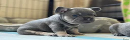 French Bulldog dogs for sale: Stunning litter of french bulldog pups !! - Advert 7